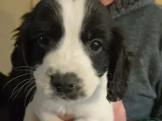 Cocker Spaniel dogs Adorable cocker spaniel cross babies - Advert 4