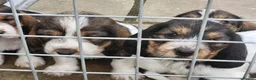 Basset Griffon Vendeen dogs for sale: Griffon grand bassets  - Advert 14