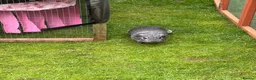 Guinea Pig rodents for sale: Baby boy guinea pigs for sale - Advert 7