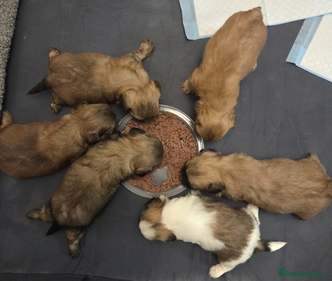 Shih Tzu dogs for sale: 5 beautiful Full Pedigree Shih Tzu Puppies - Image 7