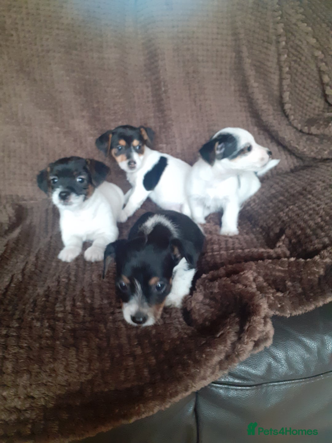 Jack Russell dogs for sale: Jack Russell pups  - Advert 7