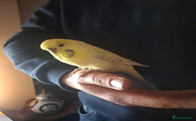 Mixed Breed birds Young budgie complete with cage and stand  - Advert 5