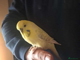 Mixed Breed birds Young budgie complete with cage and stand - Advert 22