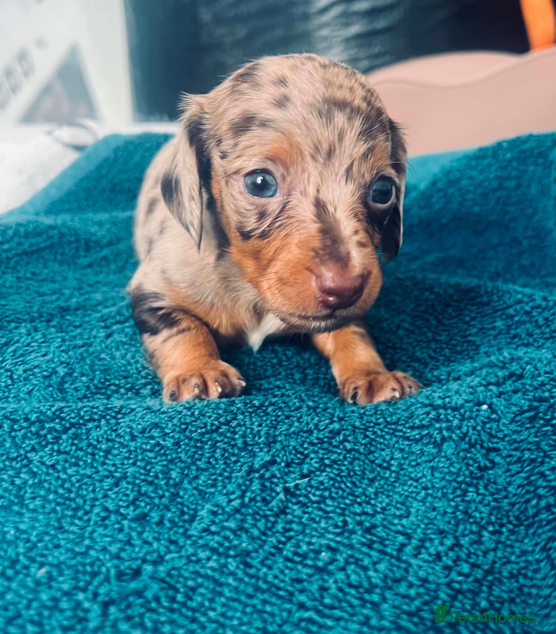 Dachshund dogs Puppy  - Advert 6