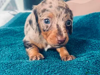Dachshund dogs Puppy - Advert 7