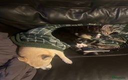 Bengal cats for sale: Pair of part bengal Tuxedo Kittens  - Image 7