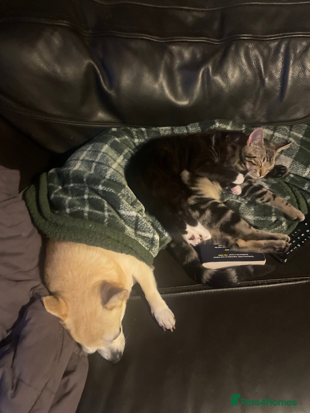 Bengal cats for sale: Pair of part bengal Tuxedo Kittens  - Image 7