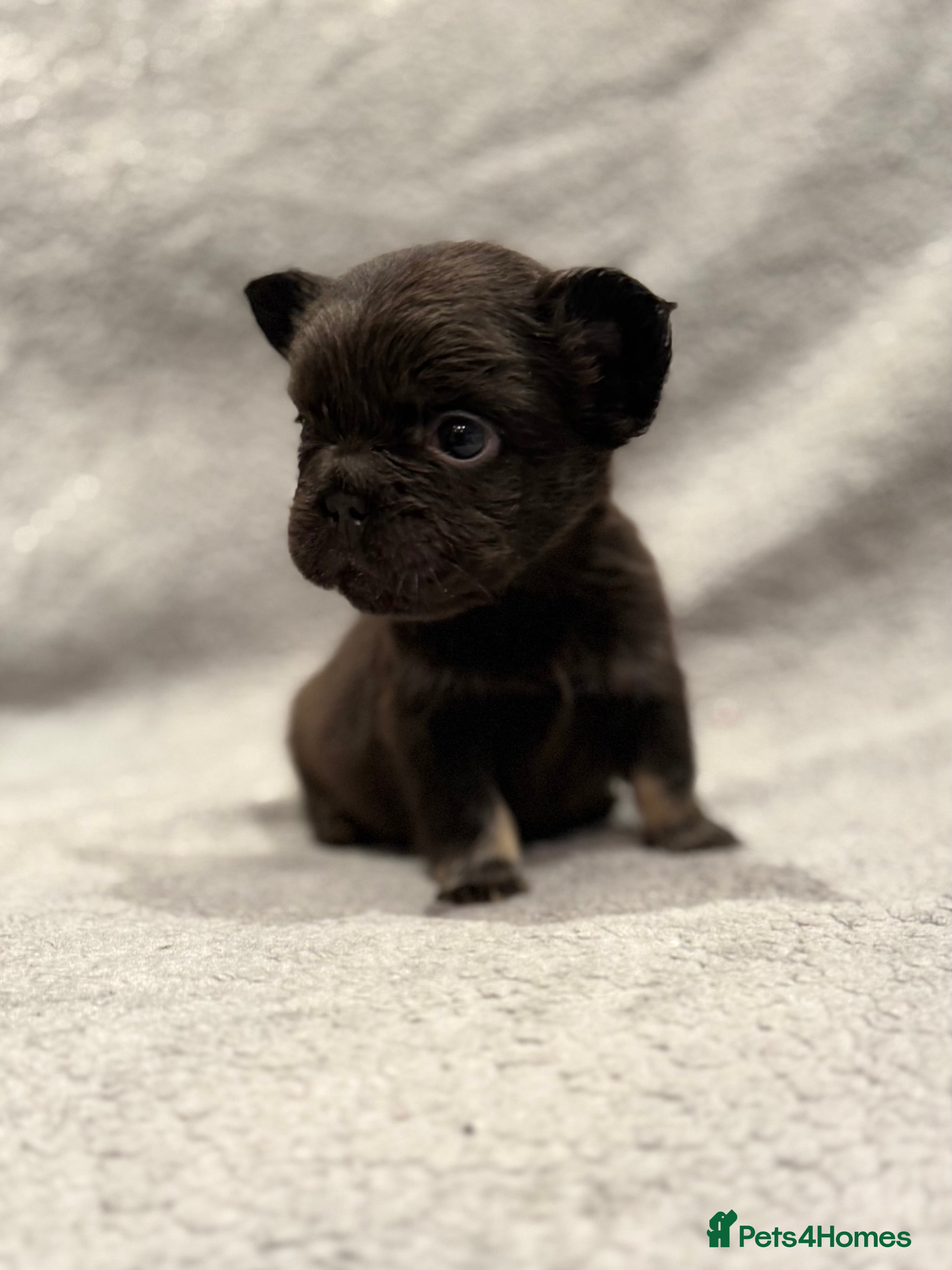 French Bulldog dogs Full fluffy frenchies  - Advert 9