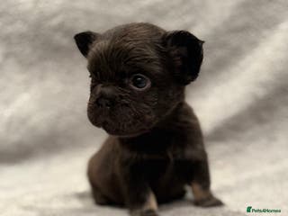 French Bulldog dogs Full fluffy frenchies - Advert 1