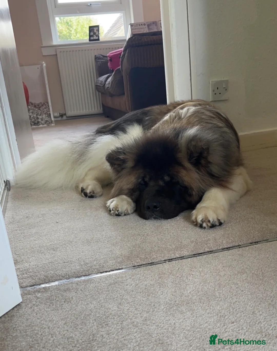 Akita dogs for sale: akita dog for rehoming  in Dunfermline - Advert 2