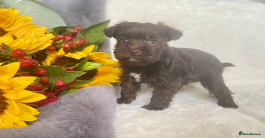 Miniature Schnauzer dogs - Advert 9