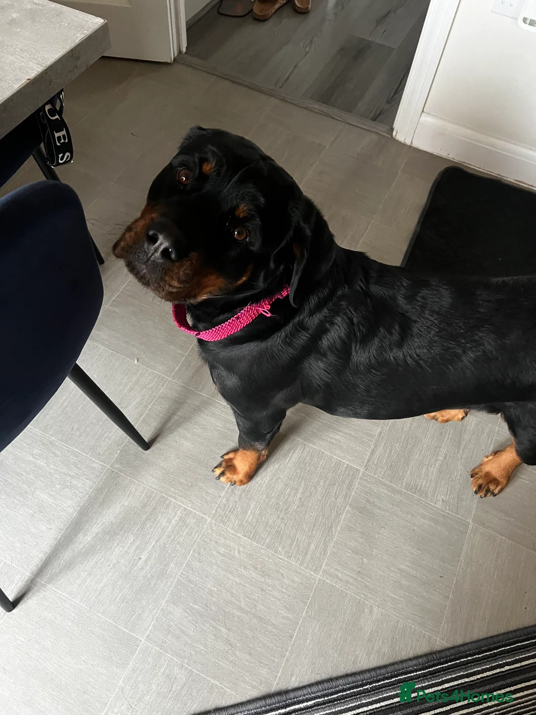 Rottweiler dogs for sale: Rottweiler for sale - Advert 1