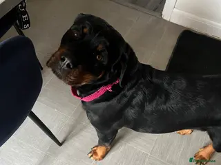 Rottweiler dogs Rottweiler for sale - Advert 18