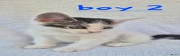 Mixed Breed cats for sale: 4 beautiful kittens  in Barry - Advert 2