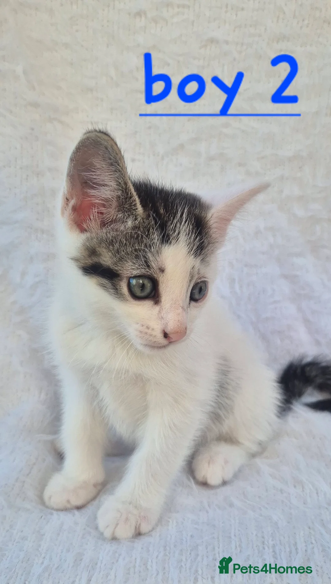 Mixed Breed cats for sale: 4 beautiful kittens  in Barry - Advert 2
