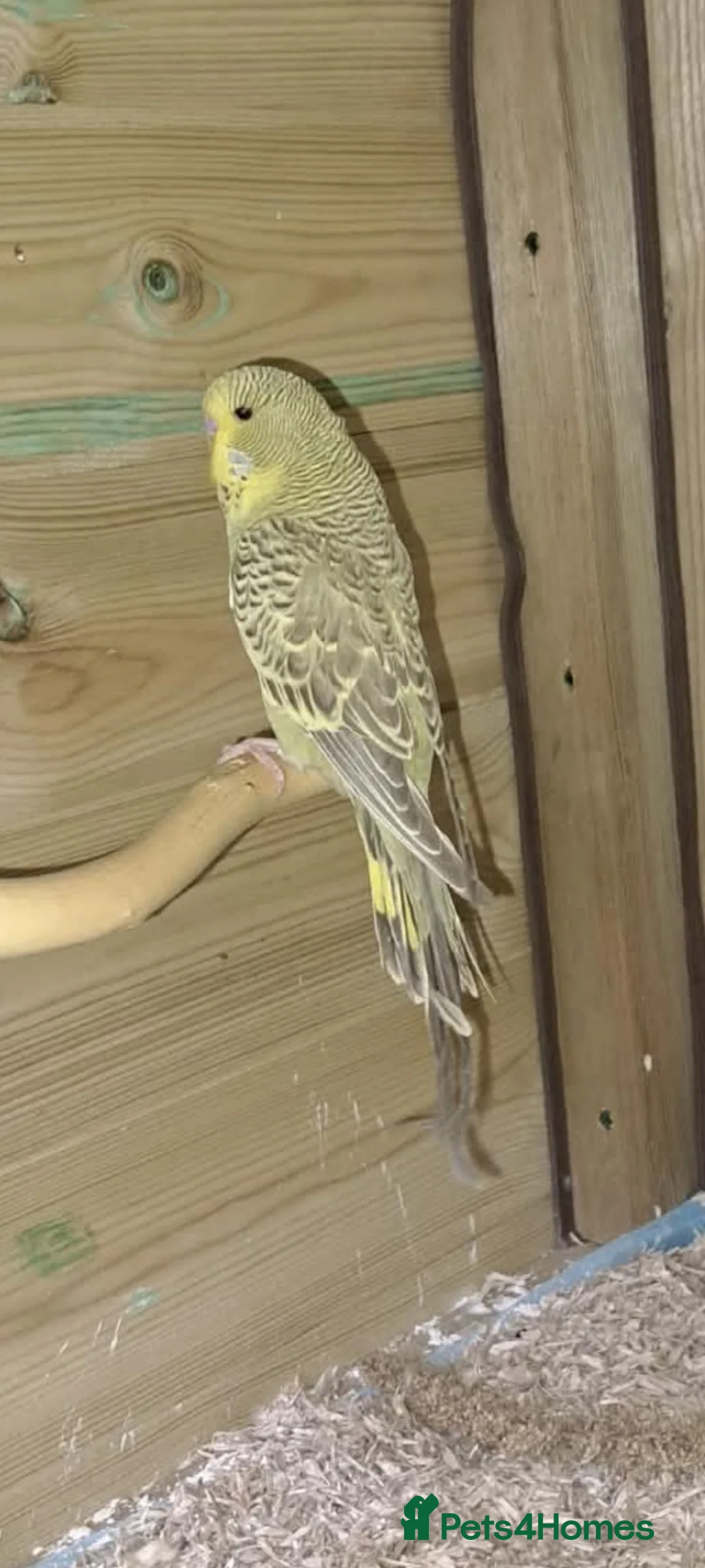 Budgerigars birds for sale: Young budgies .Dun fallow & Cinnamon - Advert 2