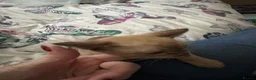 Burmese cats for sale: Adorable Burmese Kittens - Advert 4