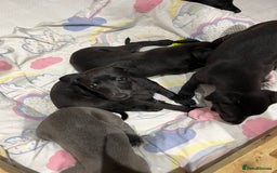 Whippet dogs for sale: 🐾 KC Registered Black Whippet Puppies 🐾 - Image 11