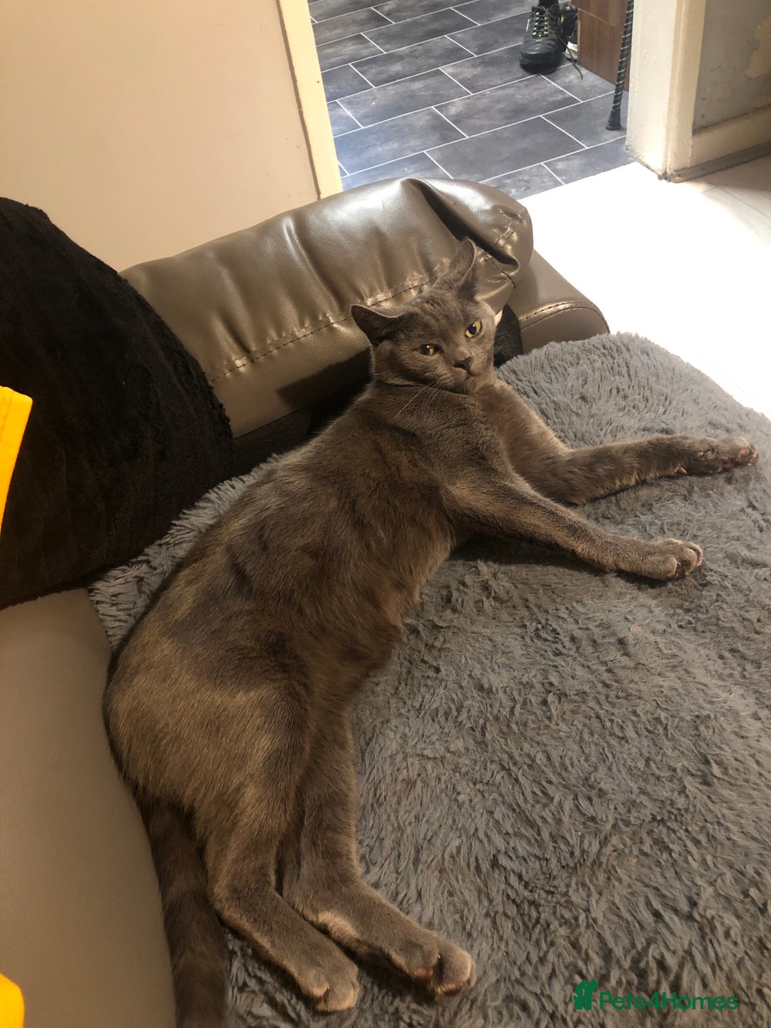 Russian Blue cats for sale: Beautiful cat for sale - Image 2