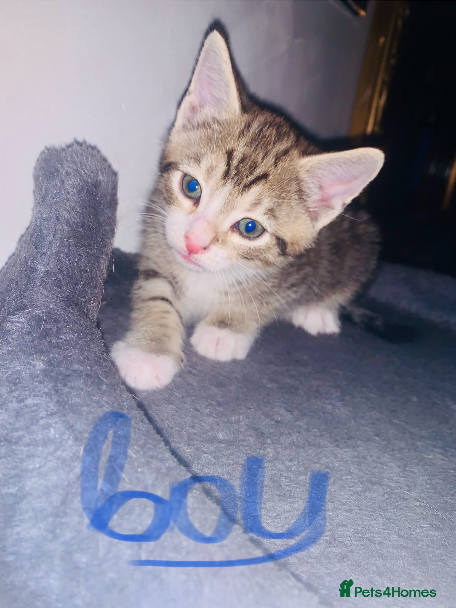 British Shorthair cats Kittens for sale  - Advert 2