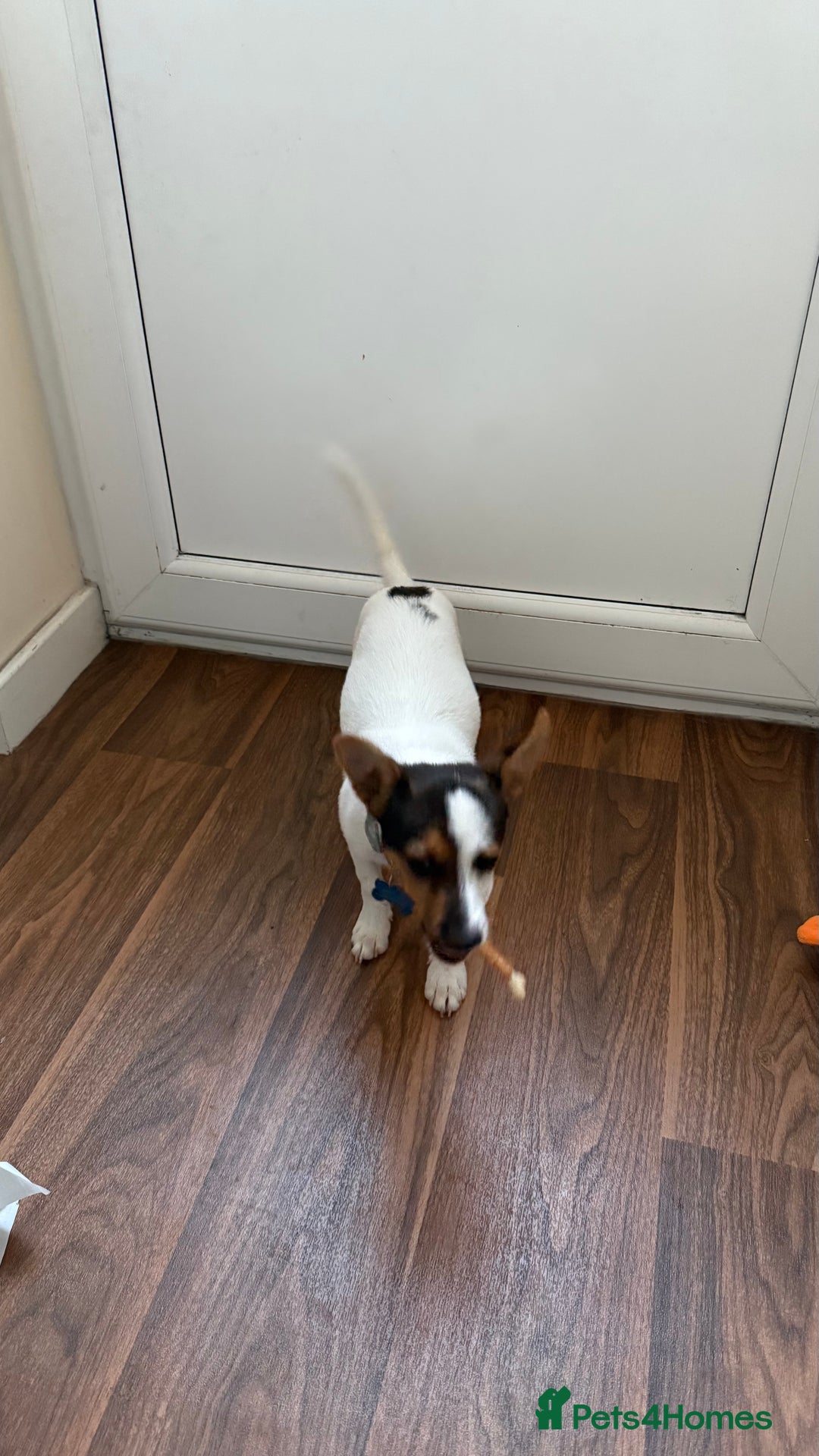 Jack Russell dogs for sale: Jack Russell puppy  - Image 4