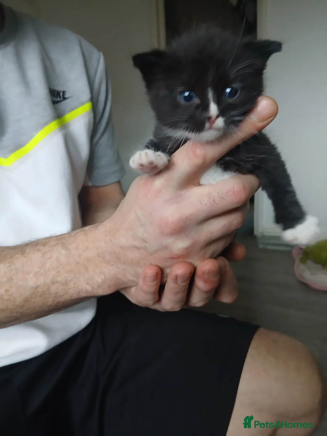 Mixed Breed cats for sale: Beautiful kittens - Advert 6