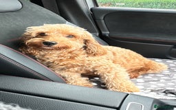 Cockapoo dogs for sale: F2B Cockapoo / chocolate merle & Apricot - Advert 2