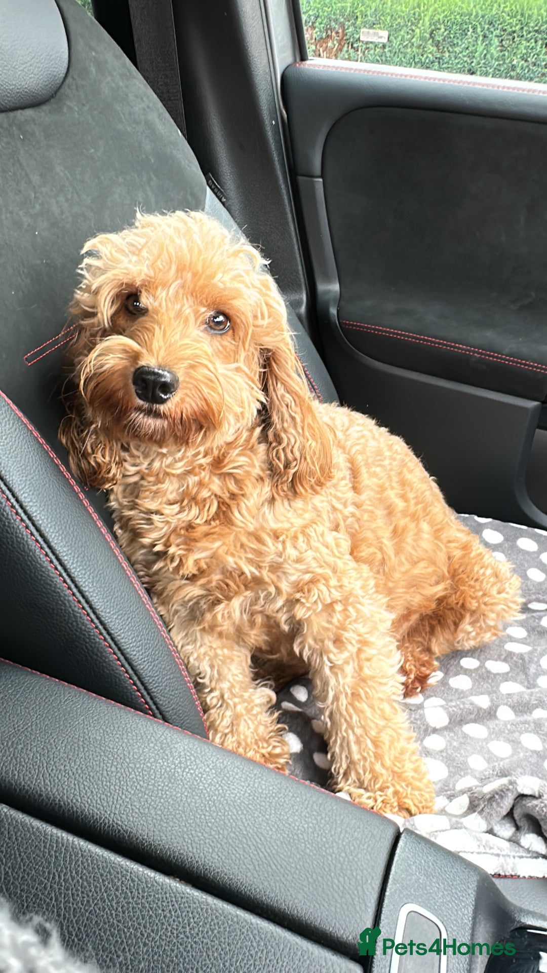 Cockapoo dogs for sale: F2B Cockapoo / chocolate merle & Apricot - Advert 2