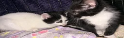 Mixed Breed cats for sale: Rescued cats and kittens - Advert 7