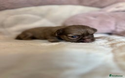 Shih Tzu dogs for sale: Beautiful shihtzu puppies - Image 10