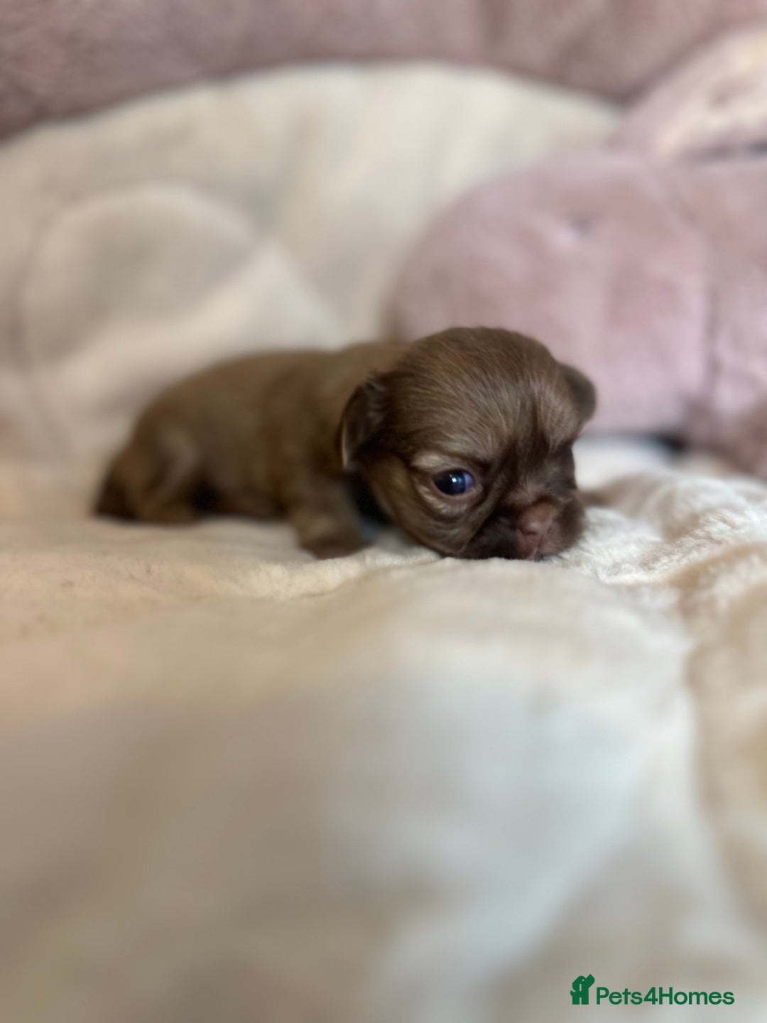 Shih Tzu dogs for sale: Beautiful shihtzu puppies - Image 10