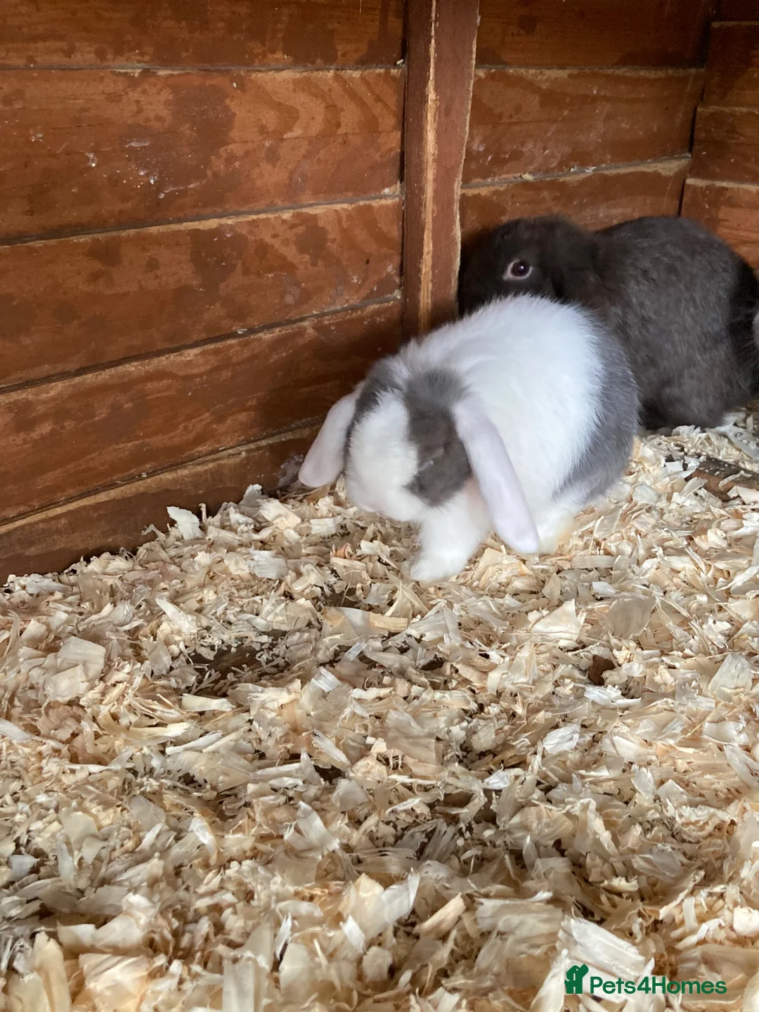Mini Lop rabbits for sale: Purebred mini lops  - Advert 3