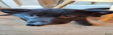 German Shepherd 4