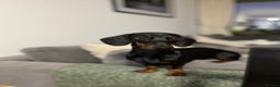 Miniature Dachshund dogs for sale: Beautiful Baby Sausages - Advert 18