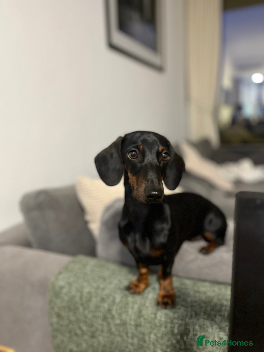 Miniature Dachshund dogs for sale: Beautiful Baby Sausages - Advert 18