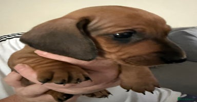 Miniature Dachshund dogs - Advert 16
