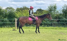 Irish Thoroughbred horses for sale: 15.1 9yo pretty bay mare  - Image 4