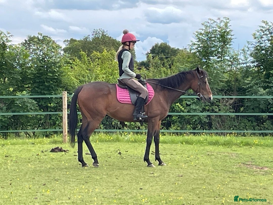 Irish Thoroughbred horses for sale: 15.1 9yo pretty bay mare  - Image 4