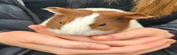 Guinea Pig rodents for sale: Male Guinea pigs  - Advert 3