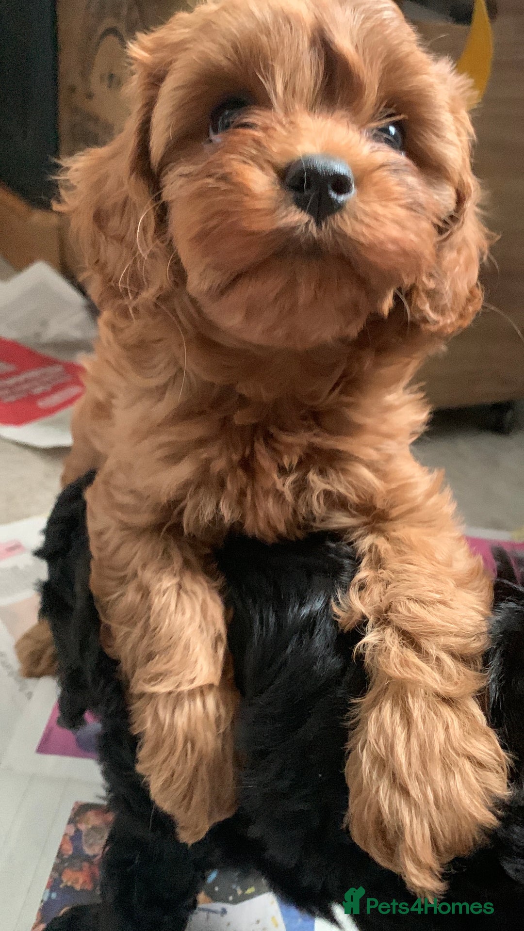 Cavapoo dogs for sale: Stunning premium F1 Cavapoo babies 🥰 - Image 1