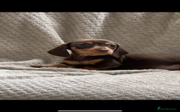 Miniature Dachshund dogs for sale: Kc registered miniature dachshund puppies  - Image 11