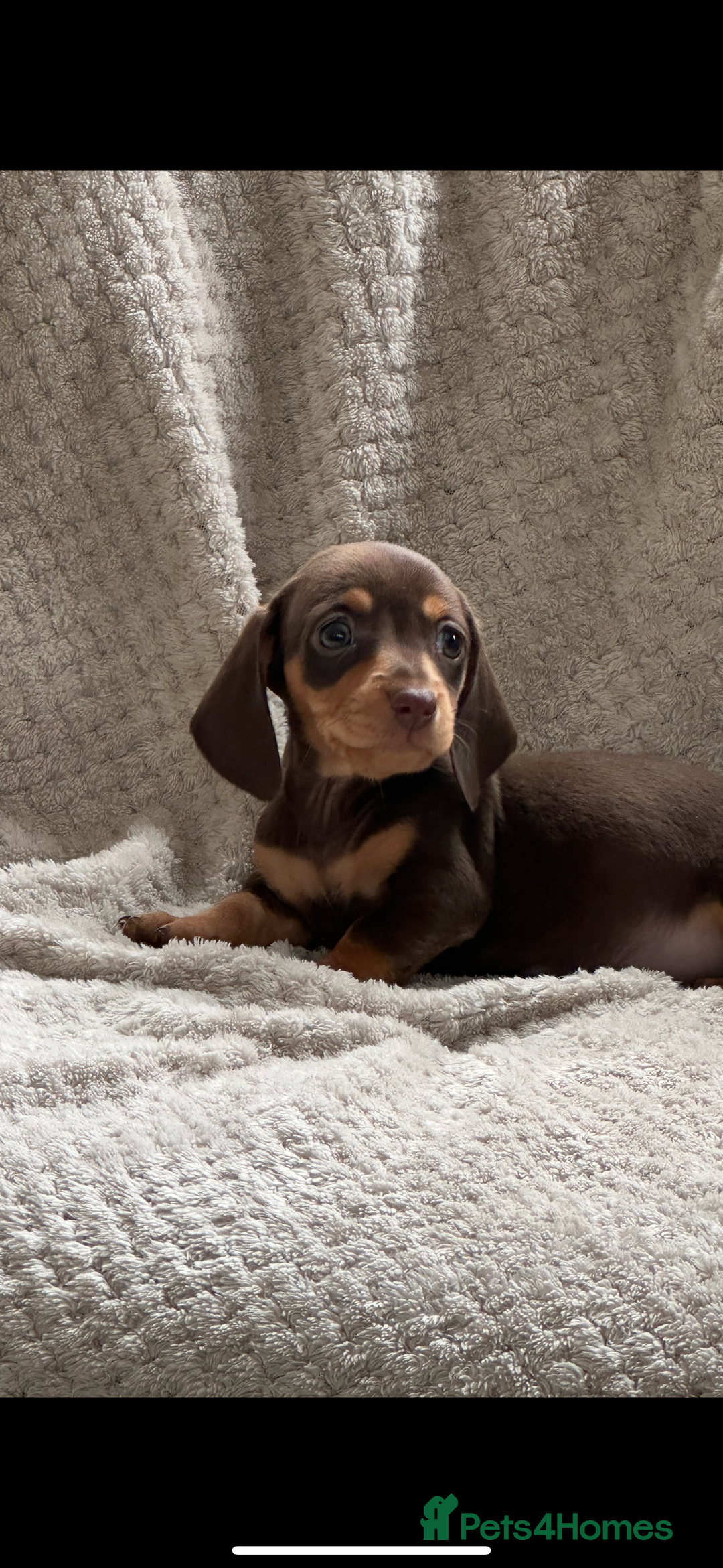 Miniature Dachshund dogs for sale: Kc registered miniature dachshund puppies  - Image 11