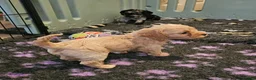 Cavapoo dogs for sale: Health tested F1 Cavapoo puppies - Advert 3