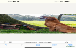 Labrador Retriever dogs for sale: Red Labrador puppies  - Image 17