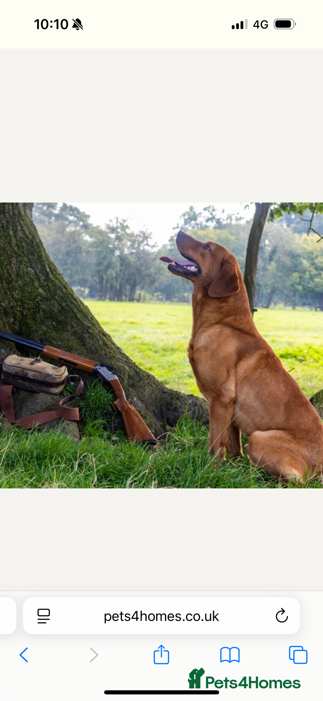 Labrador Retriever dogs for sale: Red Labrador puppies  - Image 17