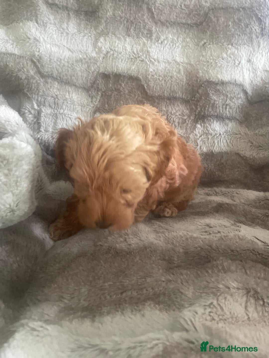 Toy Poodle dogs for sale: Toy poodle puppies  - Advert 17
