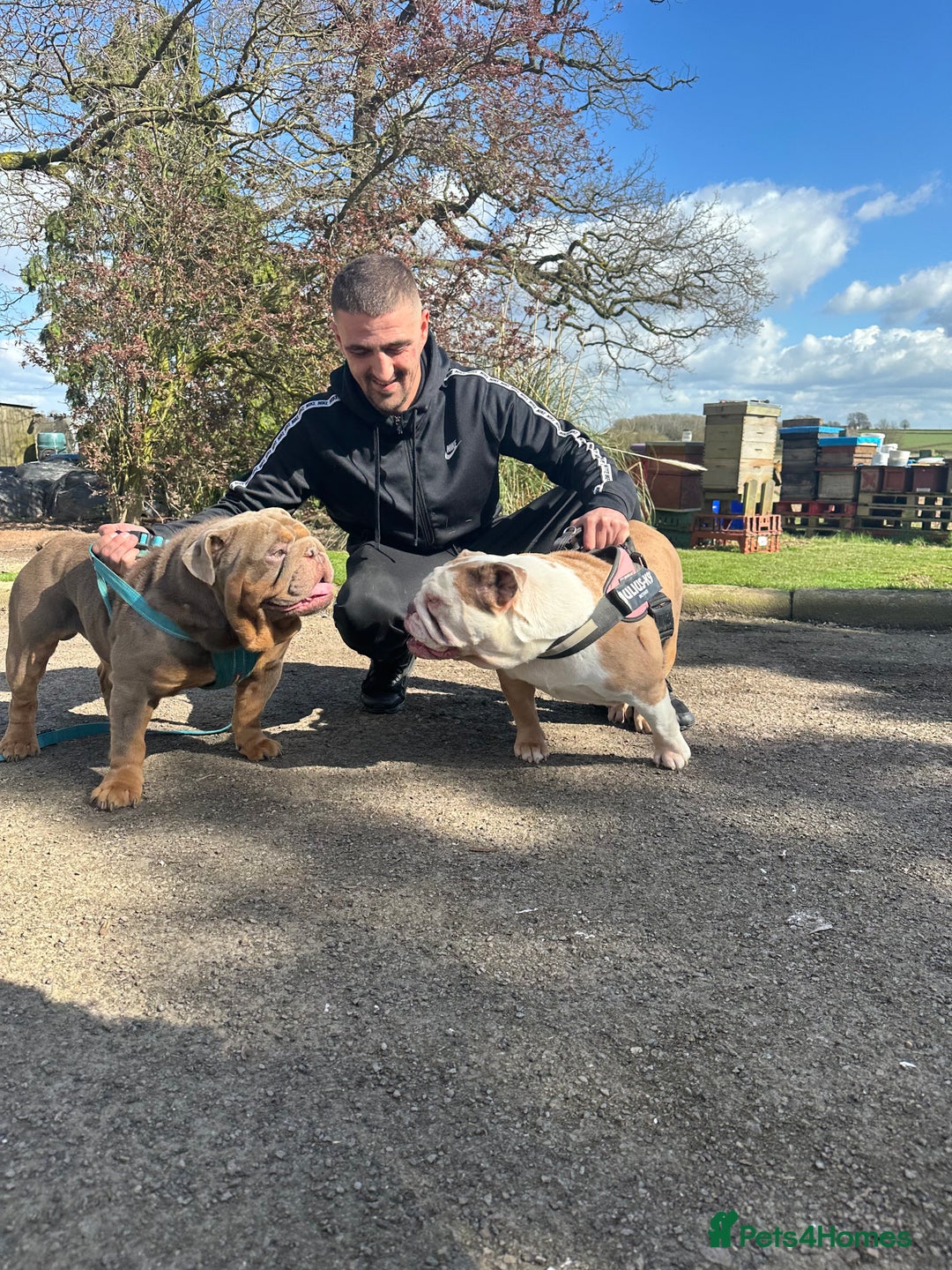 English Bulldog dogs for stud: full suited English bulldog stud well proven in Leicester - Advert 5