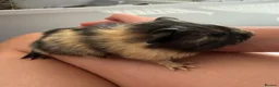 Guinea Pig rodents for sale: Guinea Pig babies  - Advert 12