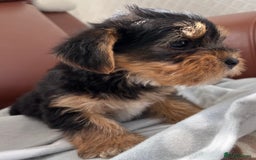 Mixed Breed dogs for sale: Yorkshire terrier/Jack Russell - Image 15