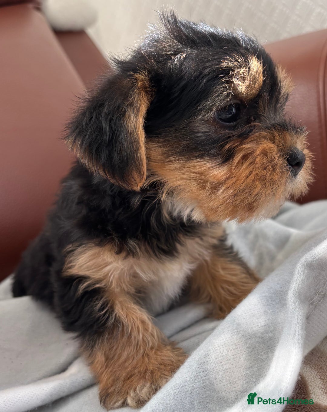 Mixed Breed dogs for sale: Yorkshire terrier/Jack Russell - Image 15